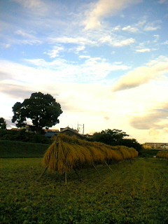 harvest2008-2.JPG