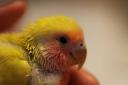 コザクラインコ-2
