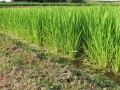 夏の散歩-2