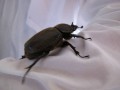 カブトムシ-2