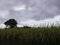 秋雨前線