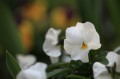庭の花-3