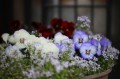 庭の花-6