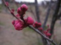 梅の花-2