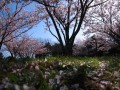 サクラ~散り始め