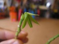 工房部屋の仲間たち~パキラ-3