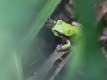 アマガエル-3