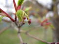 モミジの花-3