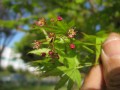 モミジの花