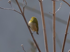 メジロ-1