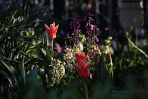 夕陽に輝くチューリップ