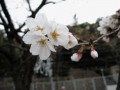 桜@須磨浦公園