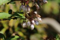Blueberry-3