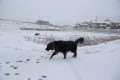 snowy morning-3