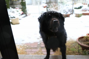 snowy morning-4